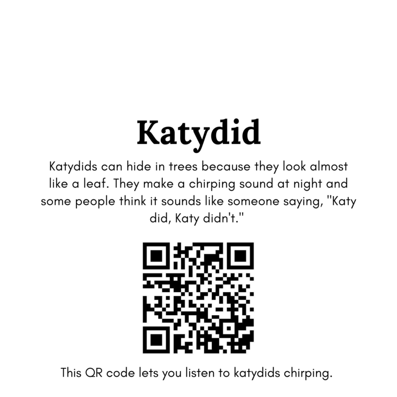 KatyDid