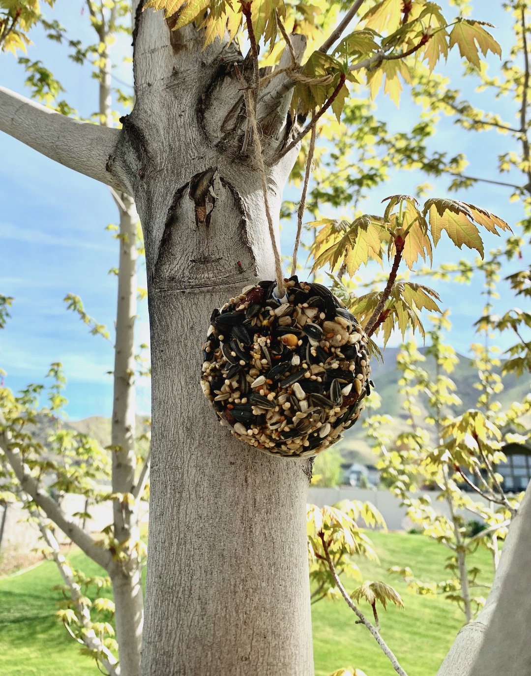 birdseed cookies hanging in a tree