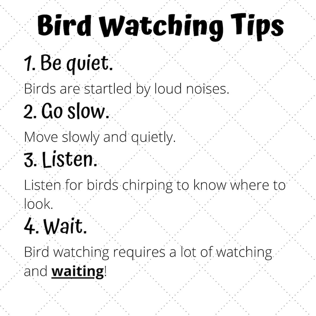 birdwatching tips for kids