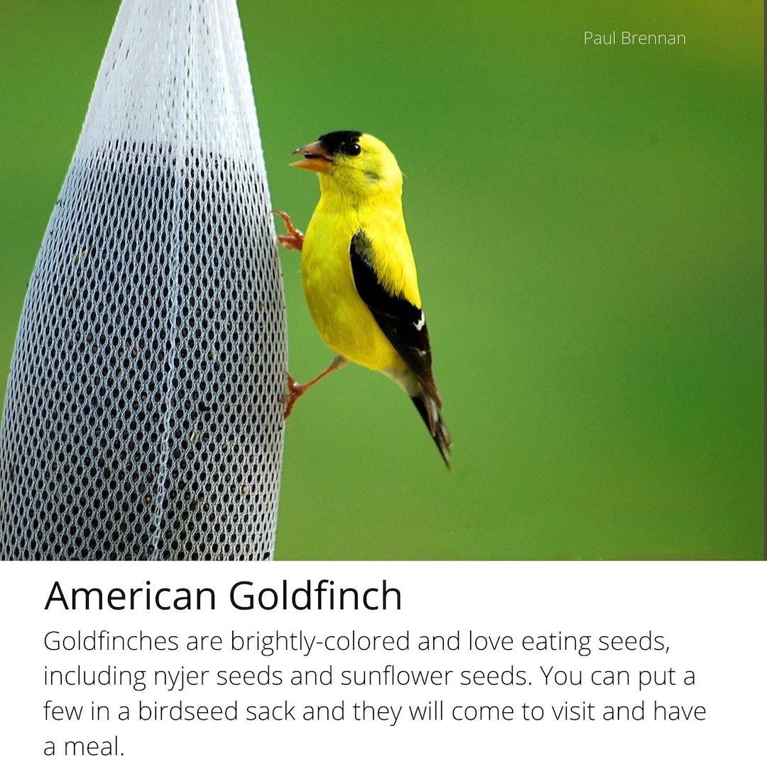 american goldfinch birdwatching journal journal page