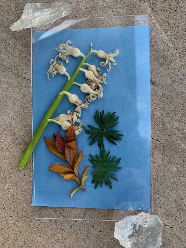 acrylic sheet over leaf specimens