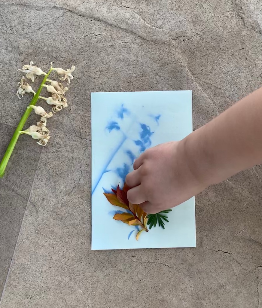 removing leaves from sun sensitive paper