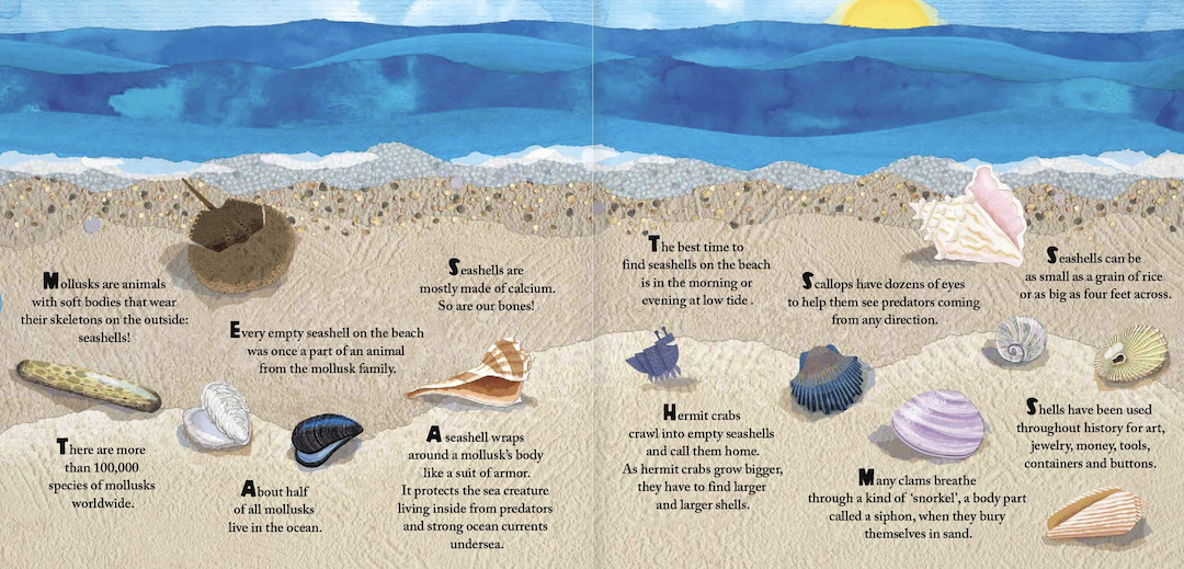 ocean books - seashell day information page