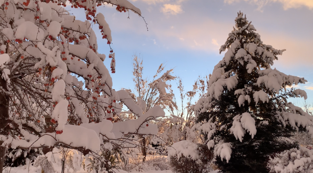 fresh fallen snow blankets the trees with a blue sky backdrop