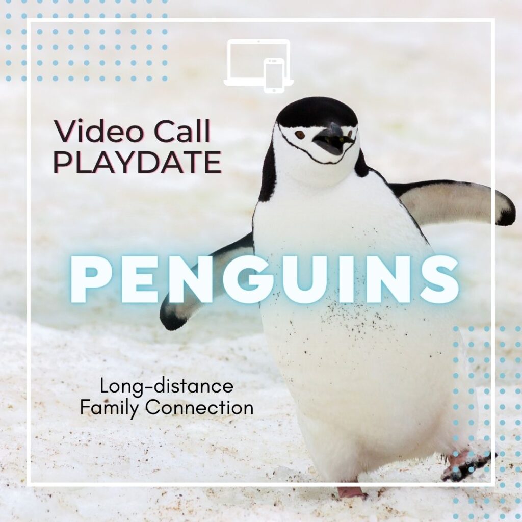 Penguin in Snow - Video Call Playdate