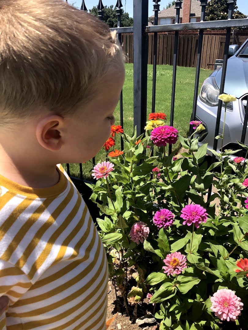 Child looking at Zinnias