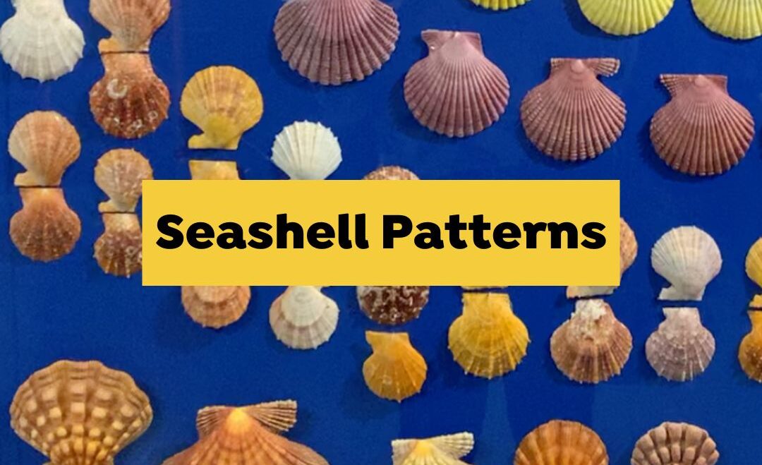 Seashell Patterns