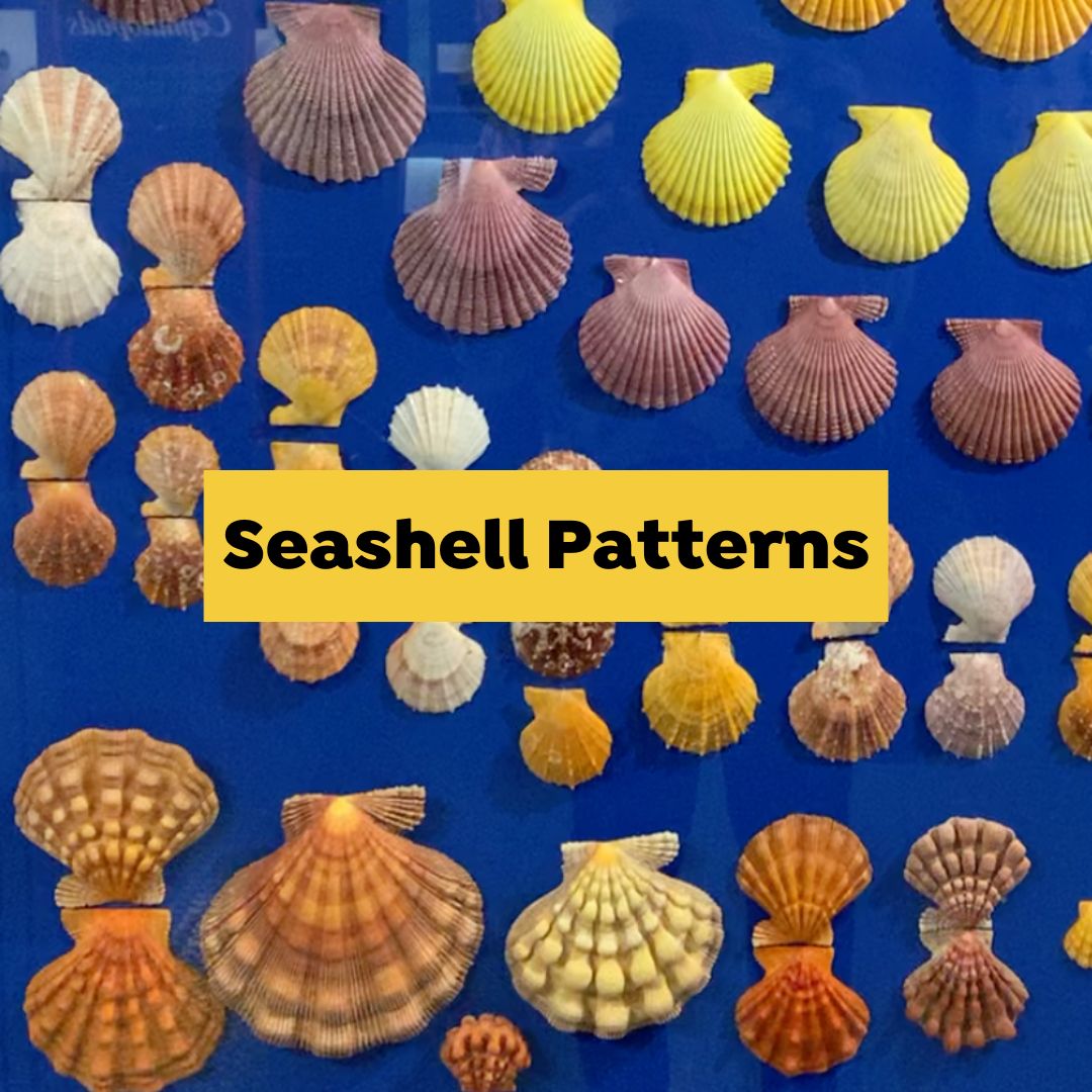 seashell patterns - colored scallop shells
